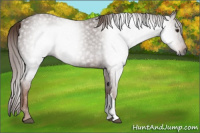 Horse Color:Gray Chestnut 