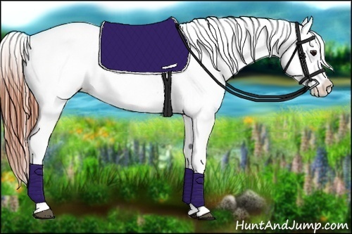 Horse Color:White Spotted Bay Dun Appaloosa Rabicano 