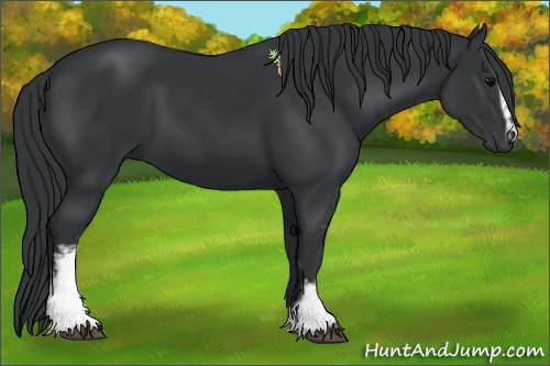 Horse Color:White Spotted Black