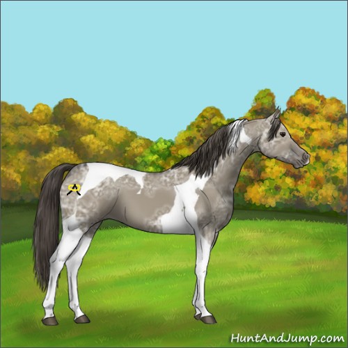 Horse Color:Smoky Grullo Ice Tobiano 