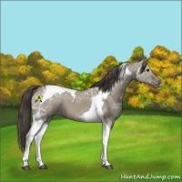 Horse Color:Smoky Grullo Ice Tobiano 