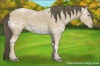 Horse Color:Classic Cream Champagne Ice 