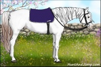 Horse Color:White Spotted Black Appaloosa 