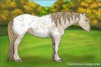 Horse Color:Classic Cream Champagne Ice Appaloosa 