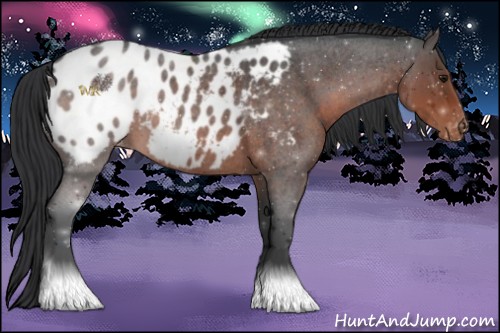 Horse Color:Brown Roan Appaloosa