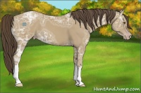 Horse Color:Classic Cream Champagne Ice 