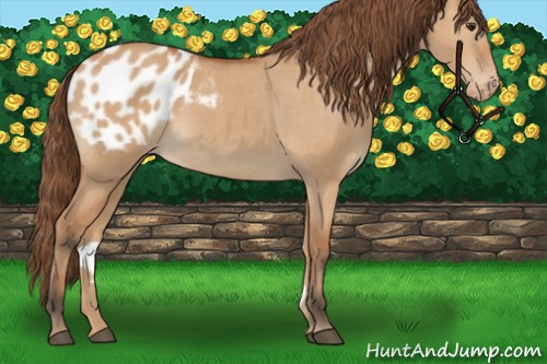 Horse Color:Bay Dun Appaloosa 