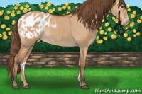 Horse Color:Bay Dun Appaloosa