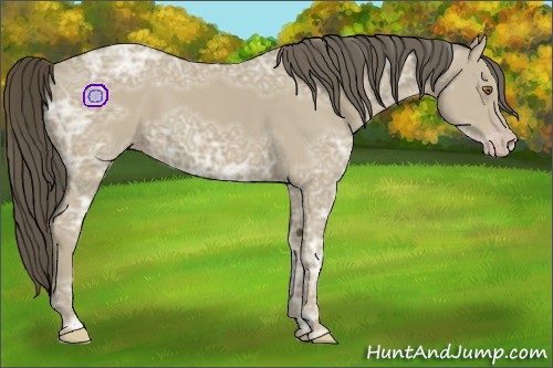 Horse Color:Classic Cream Champagne Ice