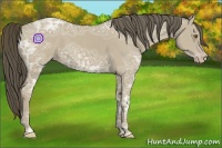 Horse Color:Classic Cream Champagne Ice 