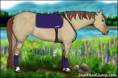 Horse Color:Red Dun Tobiano
