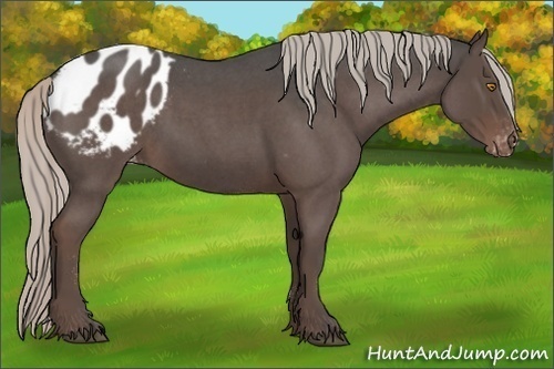 Horse Color:Silver Blue Roan Appaloosa 