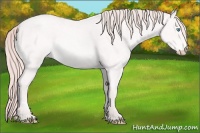 Horse Color:Perlino Roan