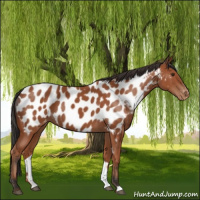 Horse Color:Brown Appaloosa 