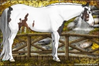 Horse Color:White Spotted Brown Splash Tobiano Frame