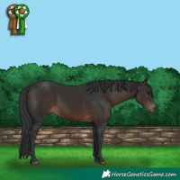Horse Color:Brown 