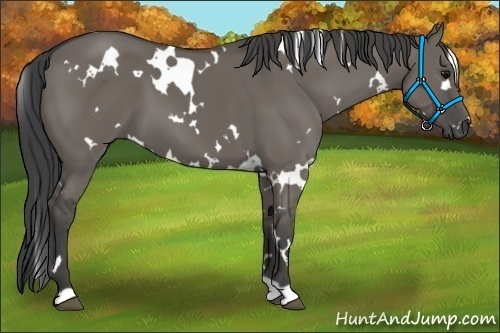 Horse Color:White Spotted Smoky Grullo 