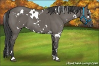 Horse Color:White Spotted Smoky Grullo