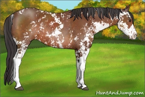 Horse Color:Bay Sabino Rabicano 