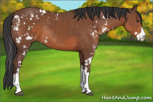 Horse Color:Bay Sabino Rabicano