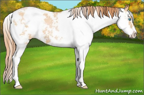 Horse Color:Buckskin Pearl Sabino 
