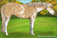Horse Color:Palomino Sabino