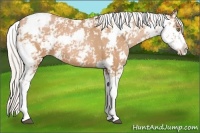 Horse Color:Silver Bay Pearl Sabino