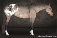 Horse Color:Brown Dun Appaloosa 