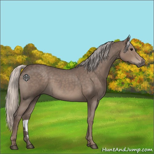 Horse Color:Silver Blue Roan
