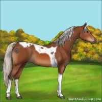 Horse Color:Silver Bay Tobiano 