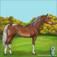 Horse Color:Silver Bay Tobiano 