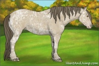 Horse Color:Classic Cream Champagne Ice 