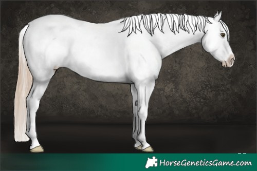 Horse Color:Red Dun Roan Splash Appaloosa 