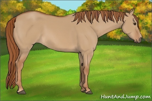 Horse Color:Red Dun