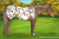 Horse Color:Chocolate Palomino Appaloosa 
