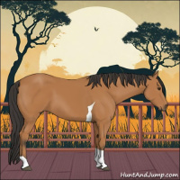 Horse Color:Bay Tobiano 