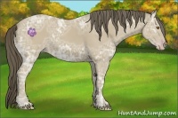 Horse Color:Classic Cream Champagne Ice 