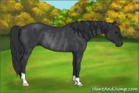 Horse Color:Black Rabicano 