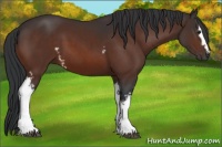 Horse Color:White Spotted Brown 