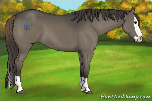 Horse Color:Smoky Grullo Splash 