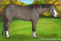 Horse Color:Smoky Grullo Splash