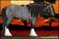 Horse Color:Gray Brown Roan 
