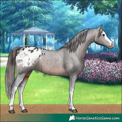 Horse Color:White Spotted Brown Appaloosa 
