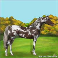 Horse Color:White Spotted Silver Brown Appaloosa 