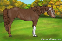 Horse Color:Gray Chestnut 