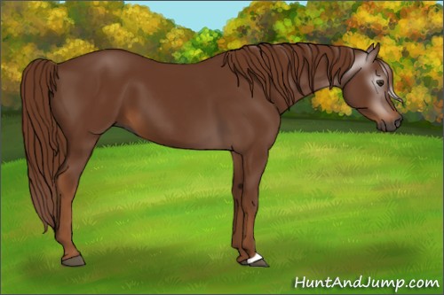 Horse Color:Gray Chestnut 