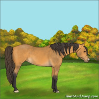Horse Color:Buckskin 