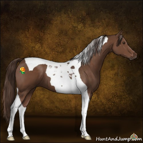 Horse Color:Liver Chestnut Tobiano 