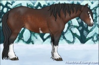 Horse Color:White Spotted Brown 