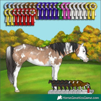 Horse Color:White Spotted Brown Dun Splash Rabicano